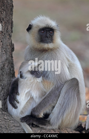 Pianure Settentrionali Langur grigio (Semnopithecus entellus) Foto Stock