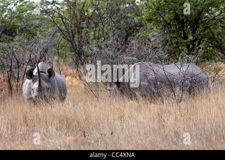 I rinoceronti neri nella boccola in Namibia Foto Stock