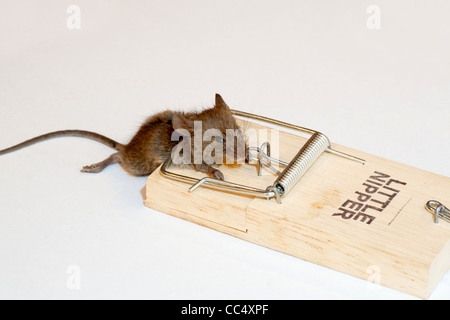 Mouse catturati in mousetrap su sfondo bianco Foto Stock