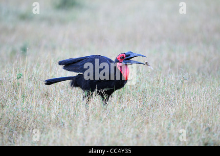 Massa meridionale Hornbill (Bucorvus leadbeateri) maschio mangiare Grasshopper, il Masai Mara, Kenya Foto Stock