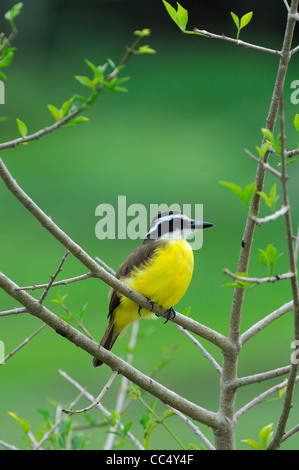 Grande Kiskadee (Pitangus sulfuratus) arroccato nella boccola, Georgetown, Guyana Foto Stock