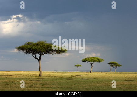 Vista sopra il Masai Mara, Kenya Foto Stock
