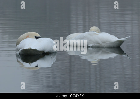 Cigno (Cygnus olor) coppia dormire insieme sull'acqua, Oxfordshire, Regno Unito Foto Stock