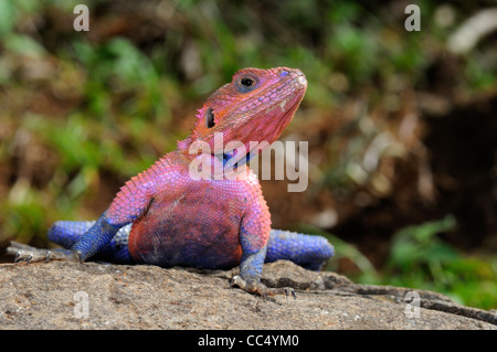 Rock AGAMA SA (AGAMA AGAMA SA) maschio nella riproduzione del colore, a riposo sulla roccia, il Masai Mara, Kenya Foto Stock