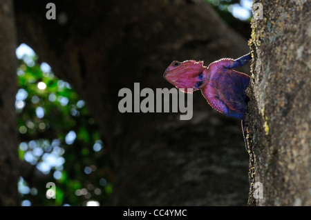 Rock AGAMA SA (AGAMA AGAMA SA) guardando fuori dal tronco di albero, il Masai Mara, Kenya Foto Stock