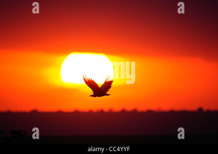 White-backed Vulture (Gyps africanus) in volo al tramonto, il Masai Mara, Kenya Foto Stock