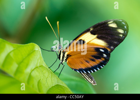 Un arancione-spotted Tiger Clearwing butterfly a riposo Foto Stock