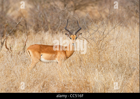 Impala maschio nel Parco di Kruger Foto Stock