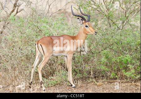 Impala maschio nel Parco di Kruger Foto Stock