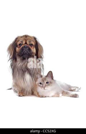 Cane e gatto davanti a uno sfondo bianco Foto Stock