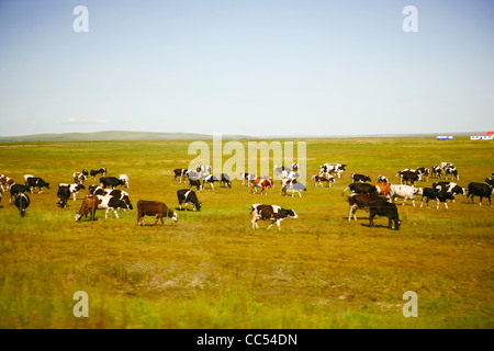 Il pascolo libero milch mucca, Jinzhanghan tribe mongolo, Hulun Buir prateria, Manzhouli, Hulunbuir, Mongolia Interna, Cina Foto Stock