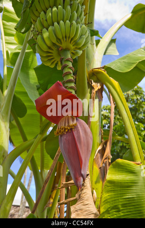 Piante di Banana in fiore con banane Foto Stock