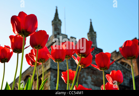 Tulipani rossi con Crediton chiesa in background Foto Stock