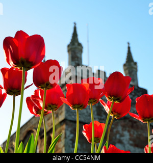 Red Tulip fiori con Crediton campanile di una chiesa in background Foto Stock