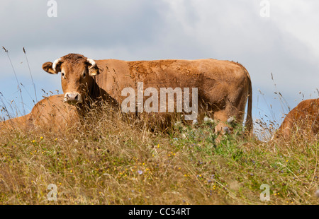 Una mucca nel campo Foto Stock