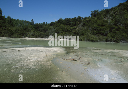 Nuova Zelanda Rotorua Wai-O-Tapu thermal wonderland padella piatta Foto Stock