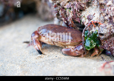 Granchio di mare; Cancer pagurus; rock pool; Cornovaglia; Regno Unito Foto Stock