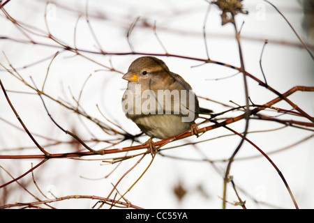 Casa passero; Passer domesticus; femmina; Cornovaglia; Regno Unito Foto Stock