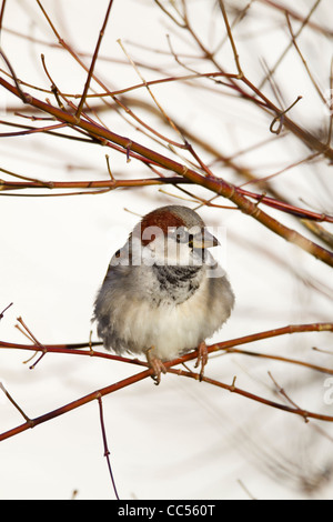 Casa passero; Passer domesticus; maschio; Cornovaglia; Regno Unito Foto Stock