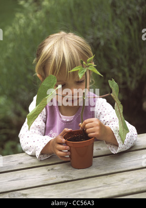 Toddler che guarda la pianta del fagiolo del corridore in un POT, Regno Unito Foto Stock