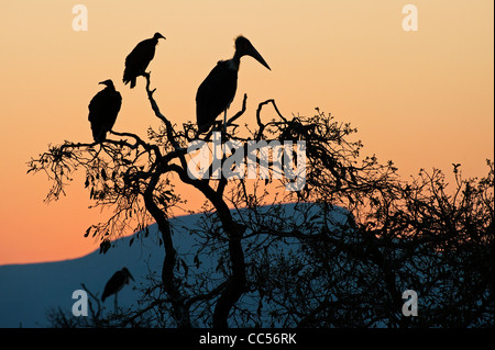 Silhouette di una Marabou Stork e White-backed avvoltoi Foto Stock