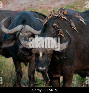 Africa Botswana Tuba Tree-Cape buffalo con giallo-fatturati Oxpeckers su di esso (Syncerus caffer) Foto Stock