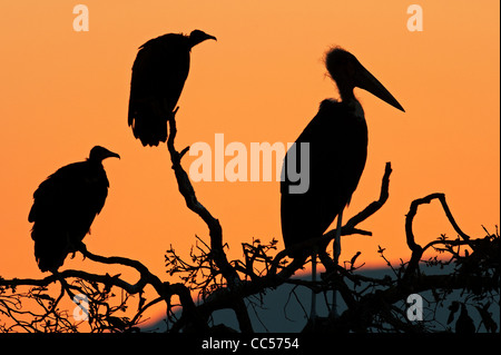 Silhouette di una Marabou Stork e White-backed avvoltoi Foto Stock