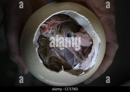 Un baby struzzo è nato a alla fattoria di struzzo Foto Stock