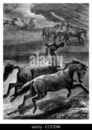 Cavallo di cavalleria warrior cavalryman horseman trooper animale militare linea anteriore natura habitat selvatici galoppo equitazione campo ride Foto Stock