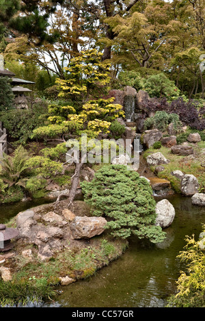 Giardino giapponese del tè in San Francisco Foto Stock