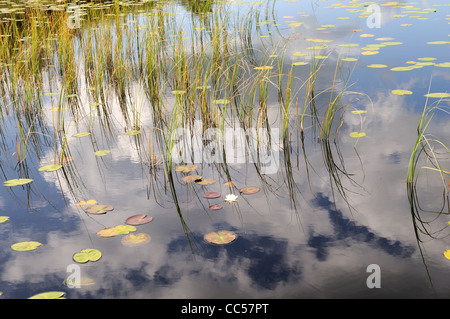 Canne e ninfee e nuvole riflettono in un stagno Carmarthenshire Galles Cymru REGNO UNITO GB Foto Stock