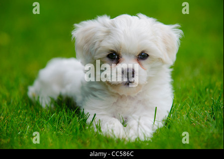 Havanese cucciolo di cane in erba Foto Stock