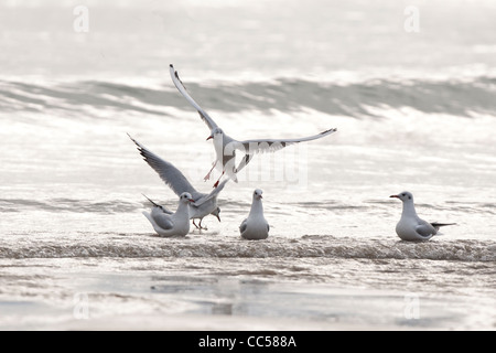 A testa nera gabbiano in surf Foto Stock