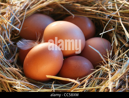 Le uova nella paglia Foto Stock