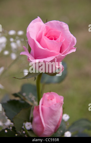 Rose rosa Foto Stock