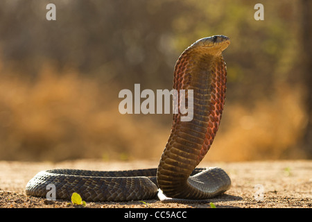 Un Cobra Snouted rising di sciopero Foto Stock