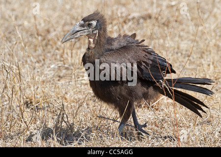 Un bambino a terra meridionale Hornbill in cerca di cibo Foto Stock