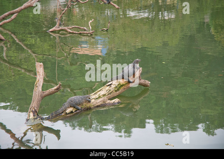 Monitor di acqua sembrano in Lago Kandy nel centro di Kandy (Maha Nuvara), Sri Lanka. Foto Stock