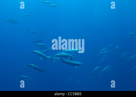 Spinner orientale delfini Stenella longirostris orientalis, off Baja California, Messico ( Oceano Pacifico orientale ) Foto Stock