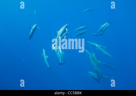 Spinner orientale delfini Stenella longirostris orientalis, off Baja California, Messico ( Oceano Pacifico orientale ) Foto Stock