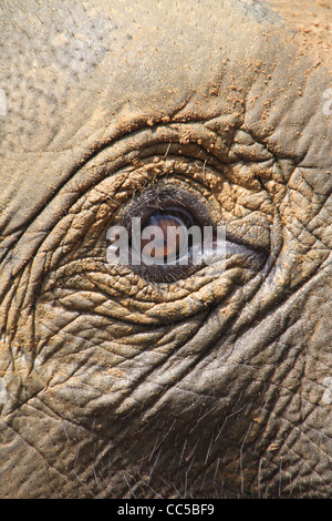 Close up di elefante indiano occhio, Pinnawala, Sri Lanka Foto Stock