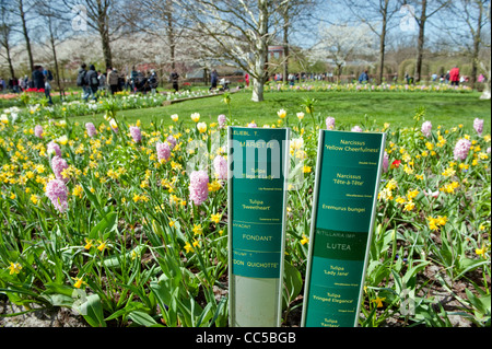 Tag di fiori a giardini Keukenhof Foto Stock