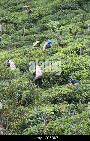 Raccoglitori di tè sulla piantagione di tè vicino a Nuwara Eliya, Sri Lanka Foto Stock
