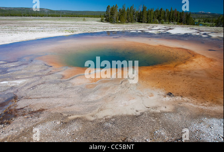 Colorato golden pool di batteri in un cratere vulcanico run-off sezione di Yellowstone Foto Stock