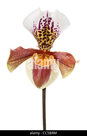 Un fiore di Pianella della Madonna (Orchidaceae) fotografato in studio su uno sfondo bianco Fleur de Sabot de Vénus sur fond blanc Foto Stock