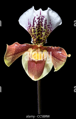 Un fiore di Pianella della Madonna (Orchidaceae) fotografato in studio su uno sfondo nero Fleur de Sabot de Vénus sur fond noir Foto Stock