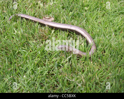 Blindworm / Anguis fragilis / Blindschleiche Foto Stock