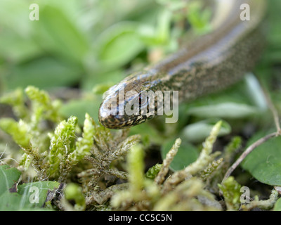 Blindworm / Anguis fragilis / Blindschleiche Foto Stock