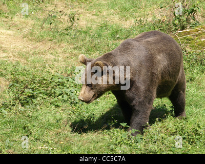 Orso bruno in NP parco nazionale della Foresta Bavarese / Ursus arctos / Europäischer Braunbär NP im Nationalpark Bayerischer Wald Foto Stock