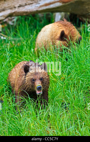 Costiera orso grizzly cubs alla ricerca di cibo a bassa marea sul British Columbia continentale, Canada Foto Stock